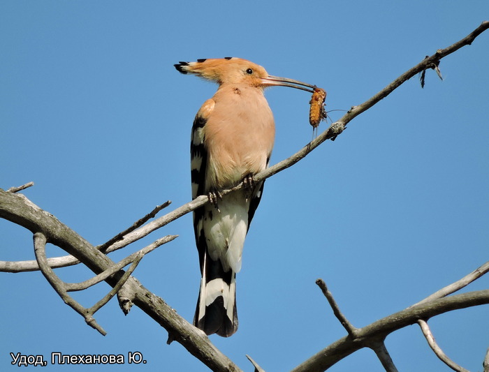 Удод, Плеханова Ю.