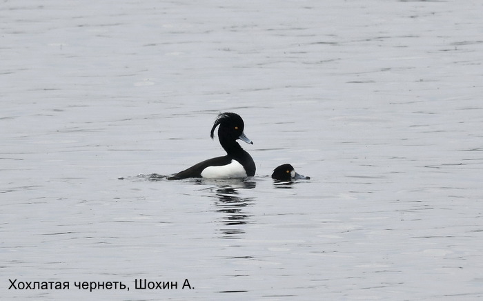 Ауызға ұрып-соғады