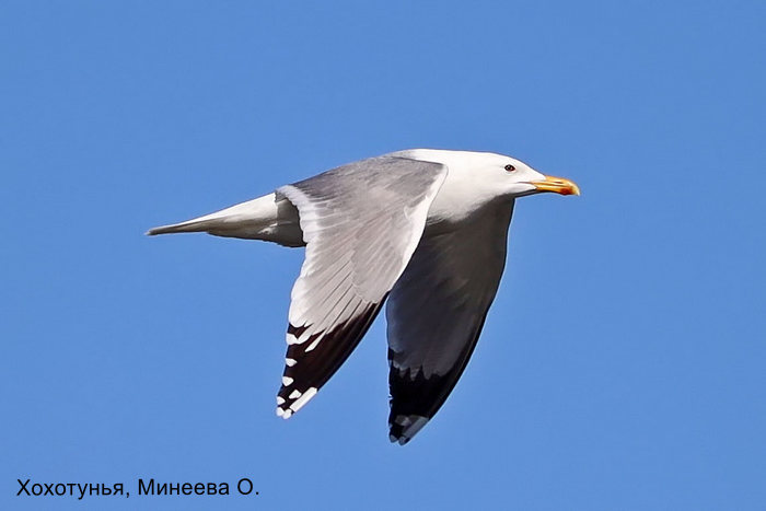 Хохотунья, МИнеева О.