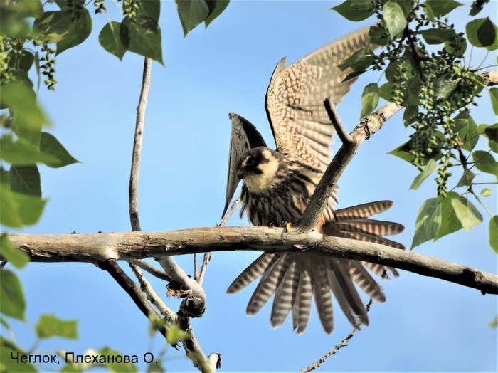 Чеглок, Плеханова О.