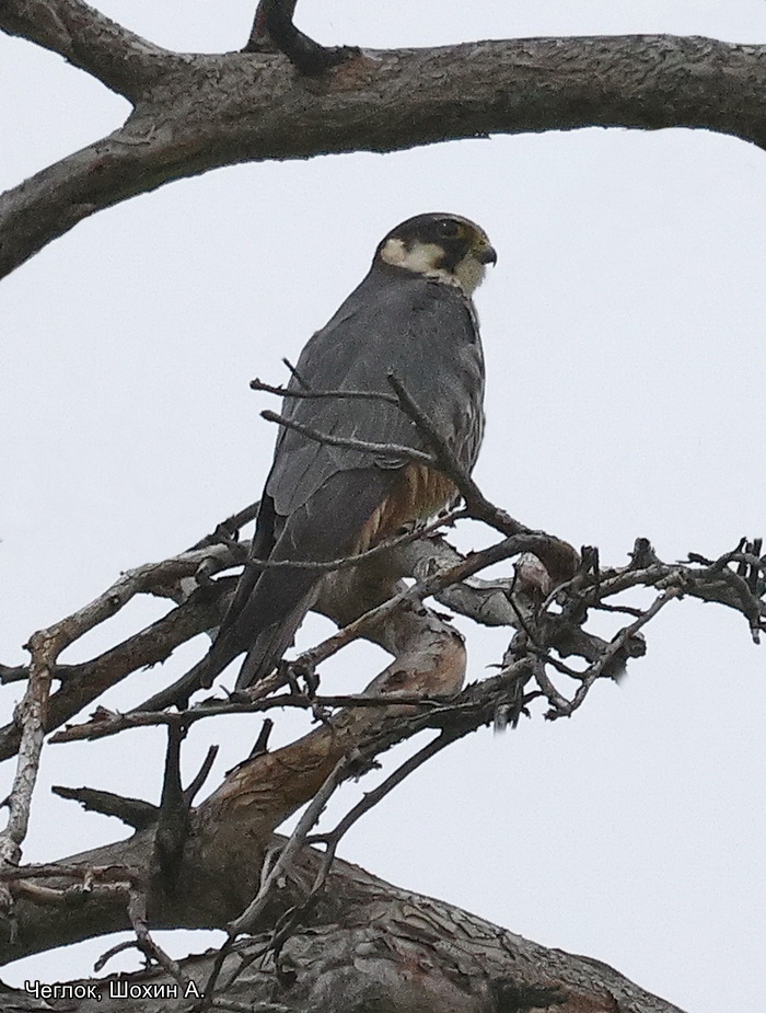 Чеглок, Шохин А.