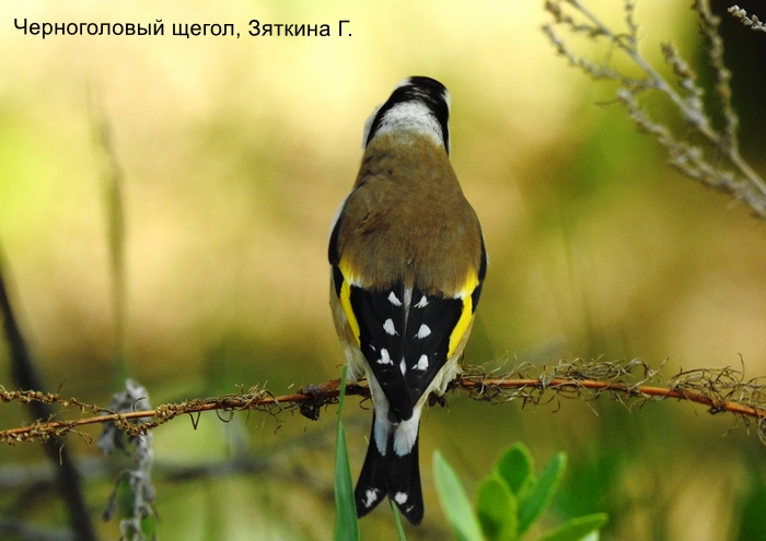 Черноголовый щегол, Зяткина Г.