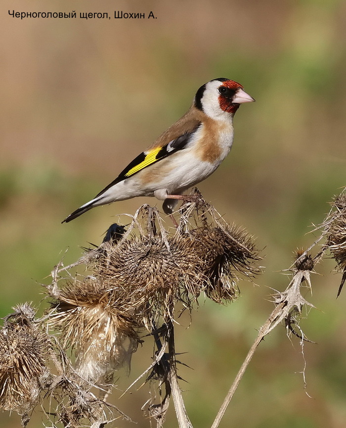 Черноголовый щегол, Шохин А.