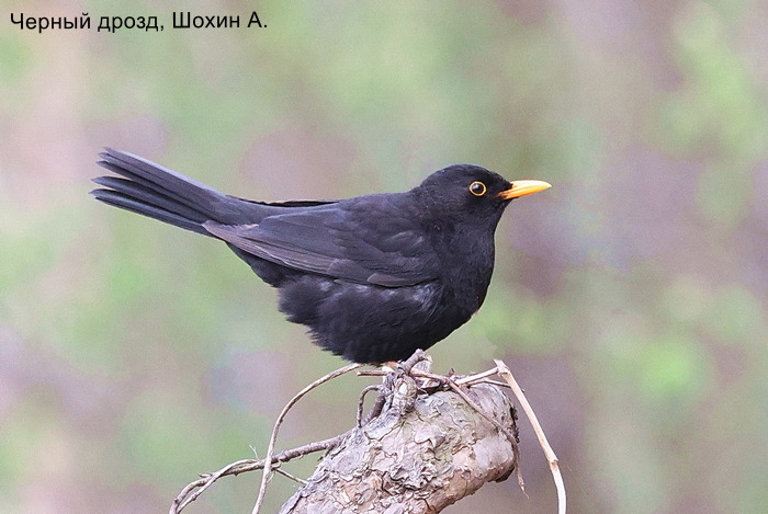 Черный дрозд, Шохин А.