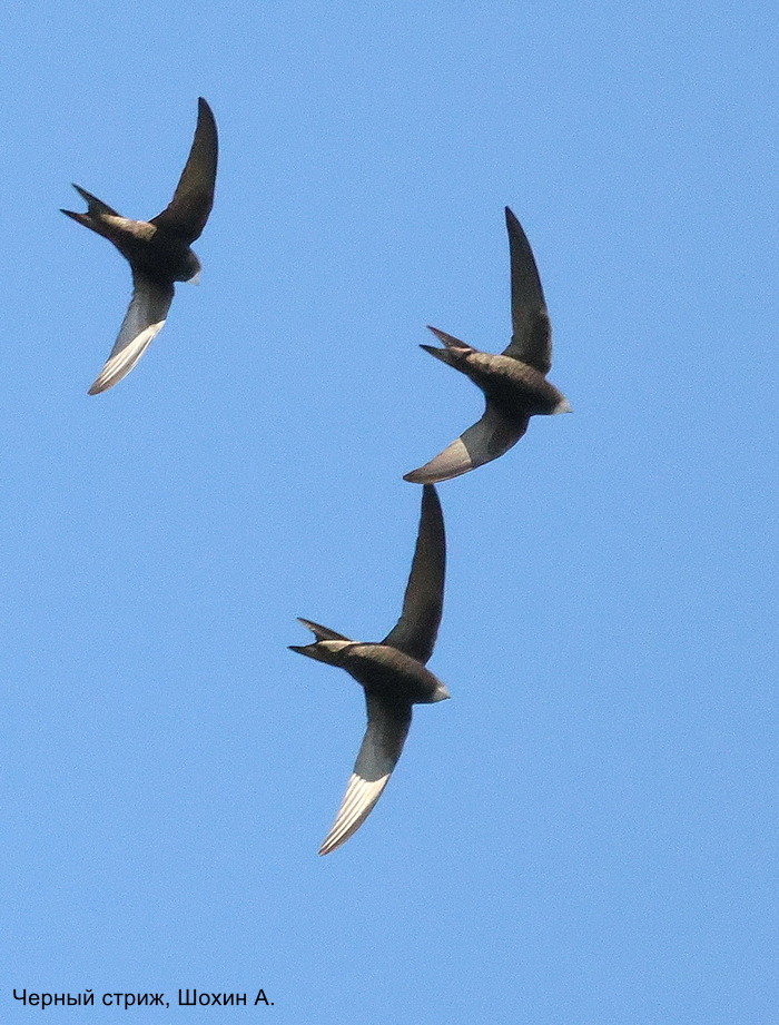 Черный стриж, Шохин А.