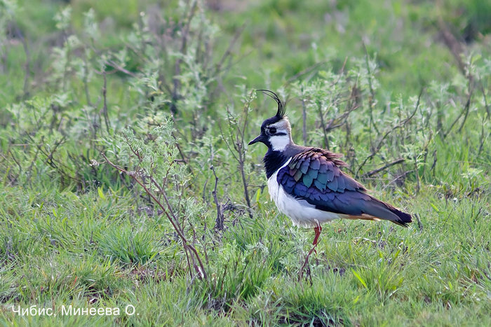 Чибис, Минеева О.