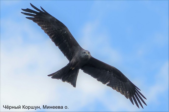 Чёрный Коршун, Минеева о.