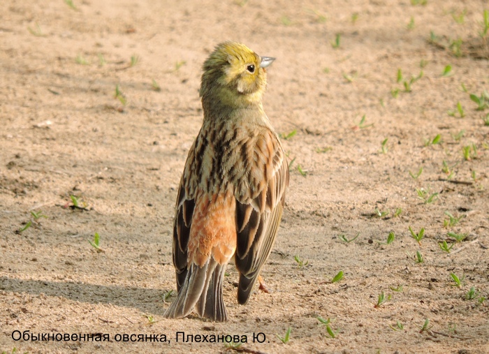 обыкновенная овсянка, Плеханова Ю.