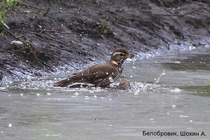 Белобровик, Шохин А.