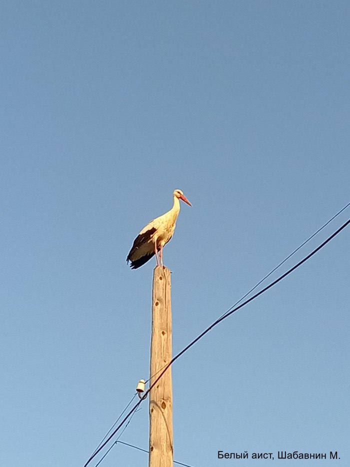 Белый аист, Шабавнин М.