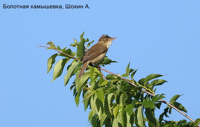 Болотная камышевка, Шохин А.