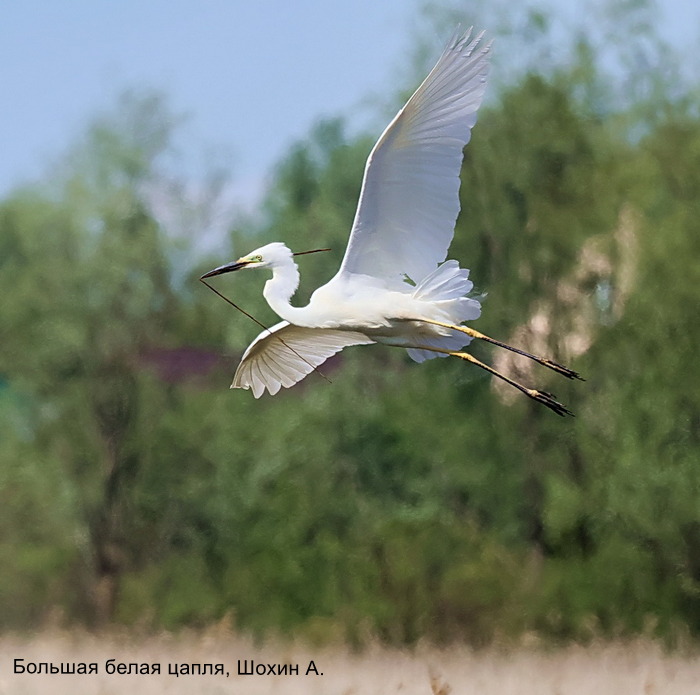 Большая белая цапля, Шохин А.