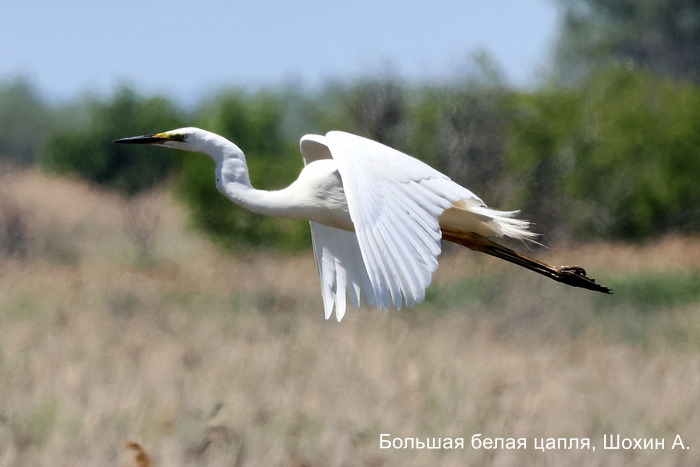 Большая белая цапля, Шохин А.
