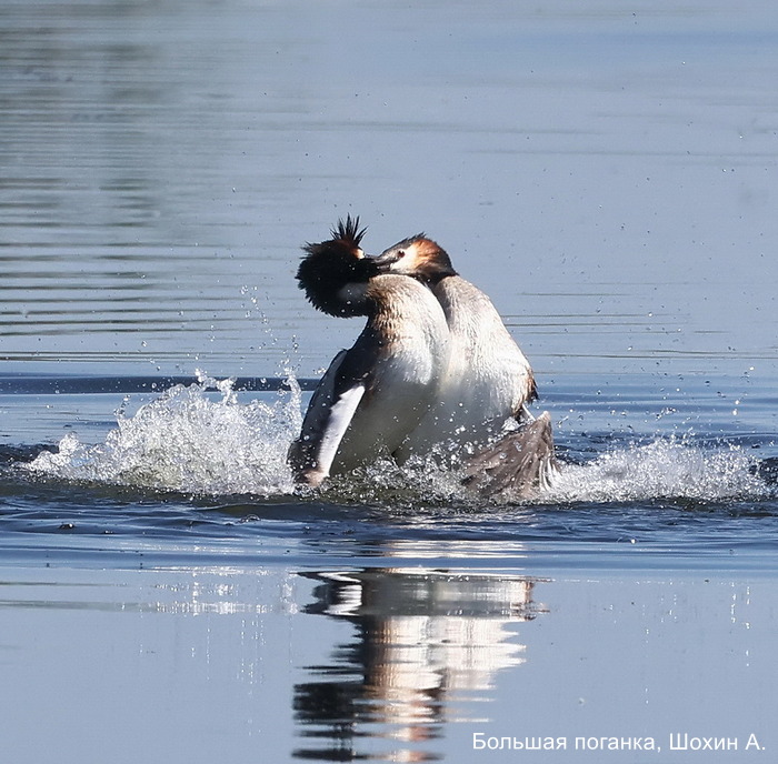Большая поганка, Шохин А (1)