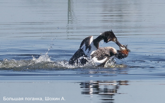 Большая поганка, Шохин А (2)