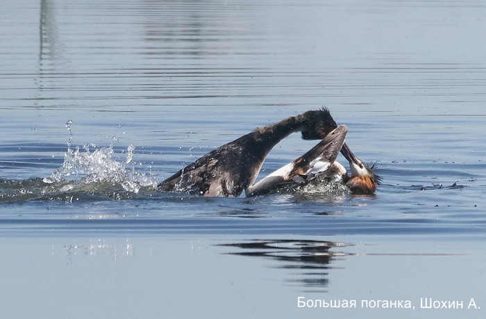 Большая поганка, Шохин А (3)