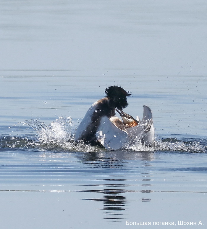 Большая поганка, Шохин А (4)