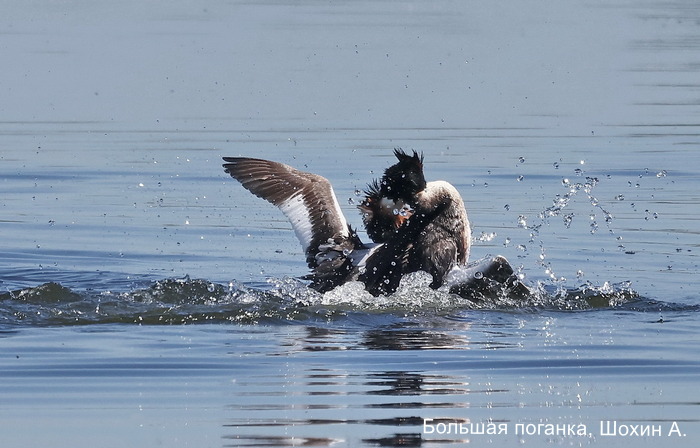 Большая поганка, Шохин А (5)