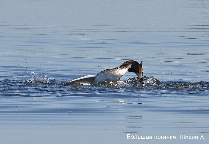 Большая поганка, Шохин А (6)