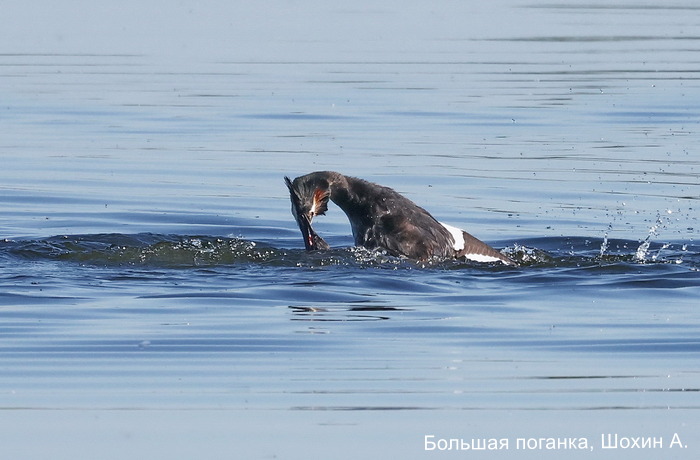 Большая поганка, Шохин А (7)