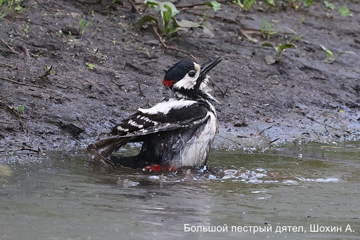 Большой пестрый дятел, Шохин А.