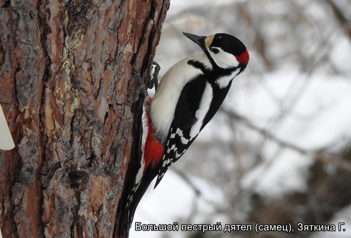 Большой пестрый дятел (самец), Зяткина Г.