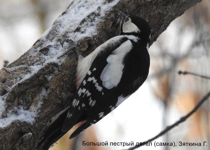Большой пестрый дятел (самка), Зяткина Г.
