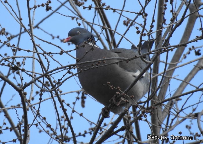 Вяхирь, Зяткина Г.