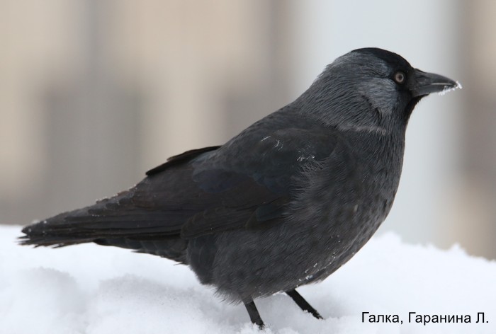 Галка, Гаранина Л.