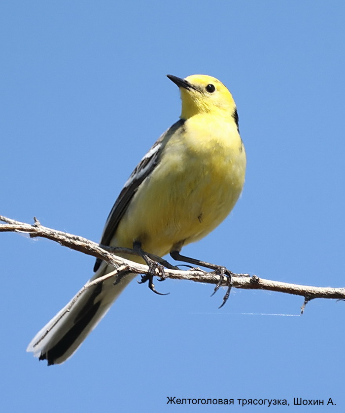 Желтоголовая трясогузка, Шохин А.