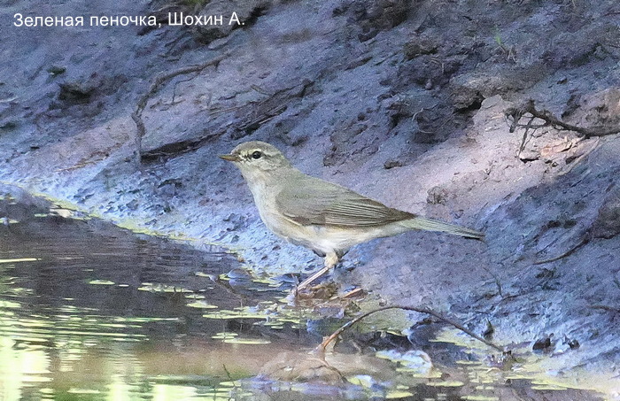 Зеленая пеночка, Шохин А.