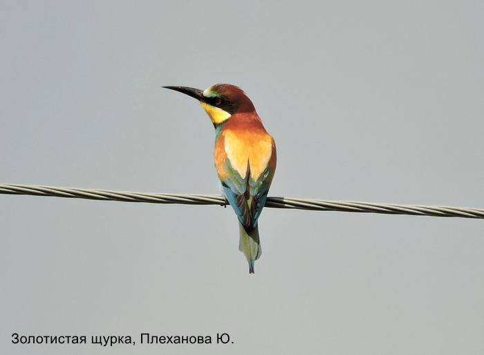 Золотистая щурка, Плеханова Ю.