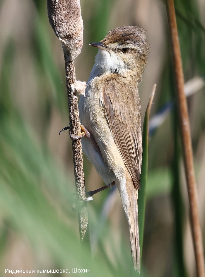 Индийская камышевка, Шохин А (1)