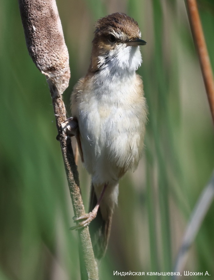 Индийская камышевка, Шохин А (2)