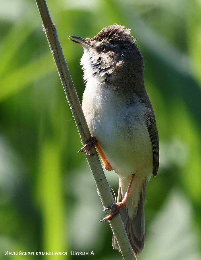 Индийская камышевка, Шохин А.