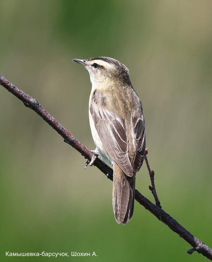 Камышевка-барсучок, Шохин А (1)
