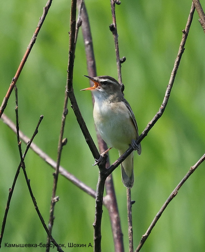 Камышевка-барсучок, Шохин А (2)