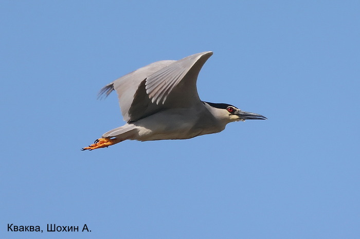 Кваква, Шохин А.