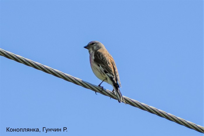 Коноплянка, Гунчин Р.