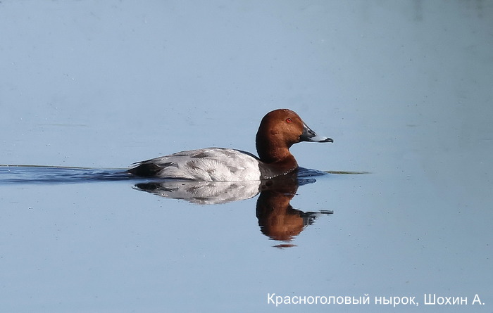 Красноголовый нырок, Шохин А.