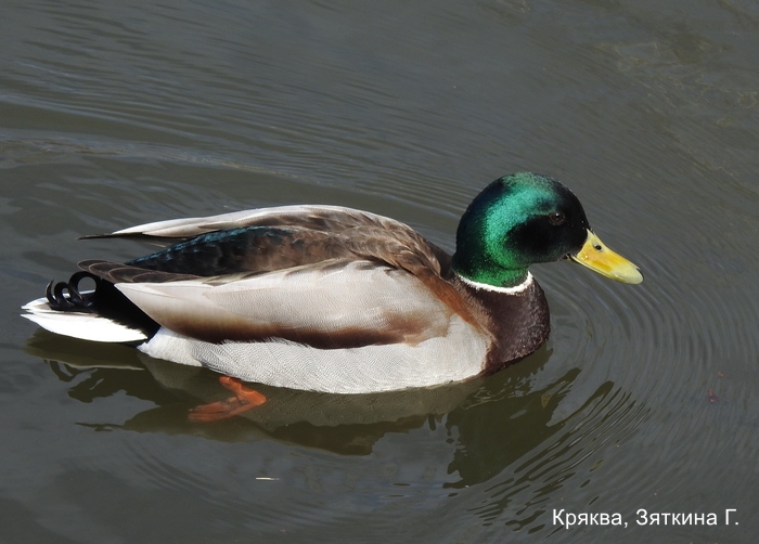 Кряква, Зяткина Г.