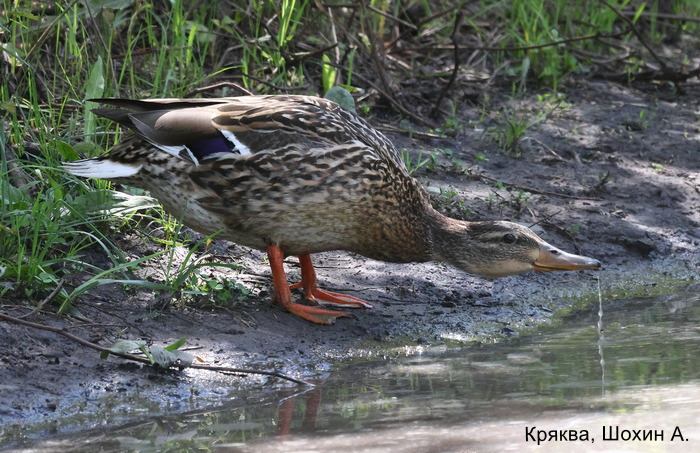 Кряква, Шохин А.