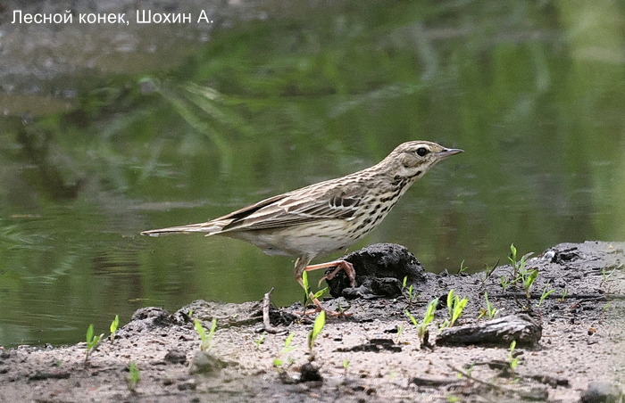 Лесной конек, Шохин А.