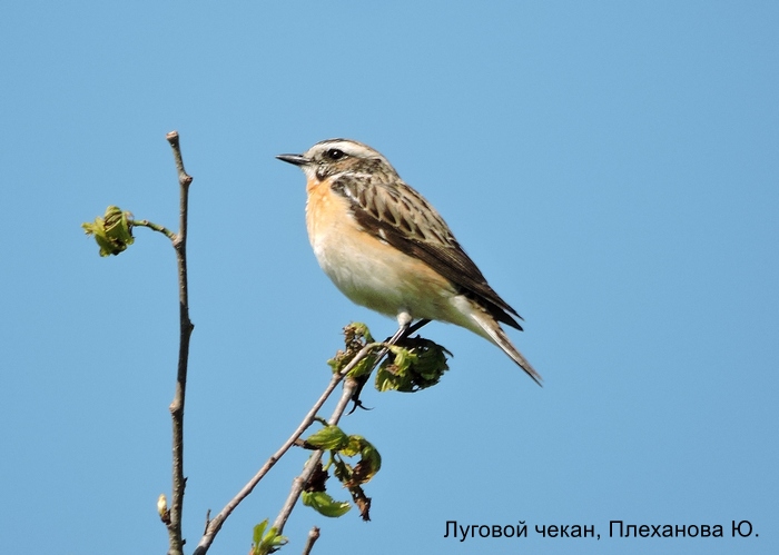 Луговой чекан, Плеханова Ю.