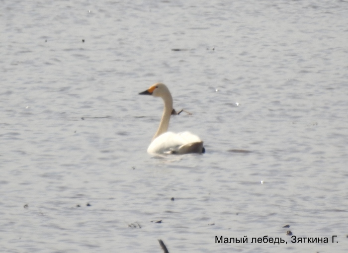 Малый лебедь, Зяткина Г.