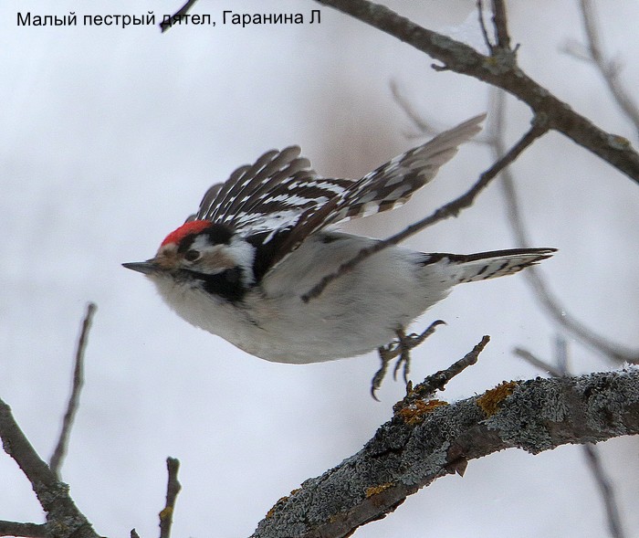 Малый пестрый дятел, Гаранина Л