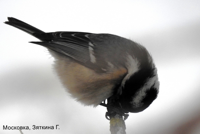 Московка, Зяткина Г.