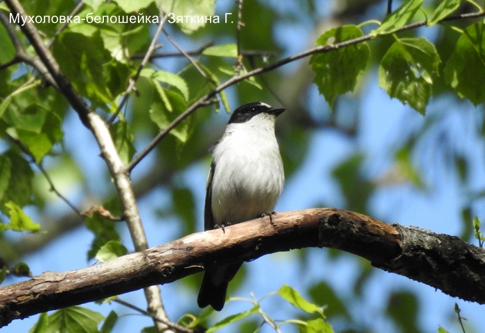 Мухоловка-белошейка, Зяткина Г.