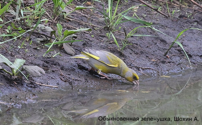 Обыкновенная зеленушка, Шохин А.