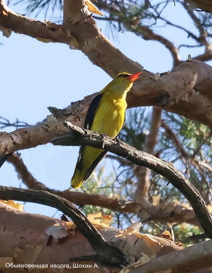 Обыкновенная иволга, Шохин А.